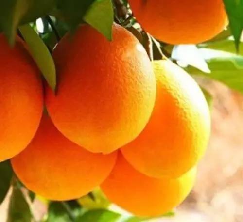 贛南“橙富美” 身價(jià)668億，18姐妹各展風(fēng)華