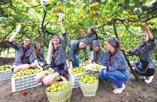 從田間到餐桌 解讀初級農(nóng)產(chǎn)品背后的故事