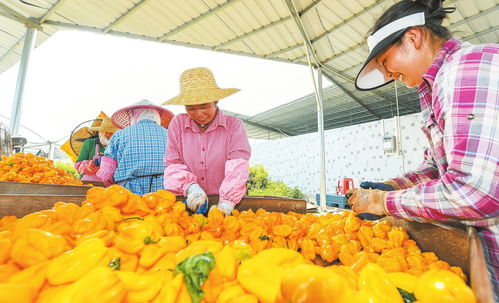 海口農(nóng)產(chǎn)品品牌 從初級農(nóng)產(chǎn)品到多元品牌矩陣的華麗蛻變