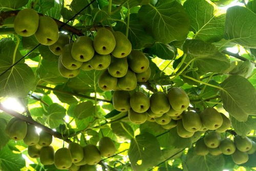 萬盛 做強(qiáng)特色農(nóng)業(yè)，暢通“郵運(yùn)通”，家禽家畜產(chǎn)業(yè)賦能鄉(xiāng)村振興