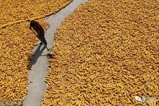 鄉(xiāng)村振興新舉措 東營率先啟動農(nóng)民職稱評審，家禽家畜養(yǎng)殖能手可申報(bào)